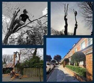 mirages of Qualitree work1