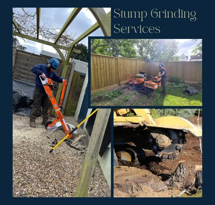 Stump Grinding Qualitree 3