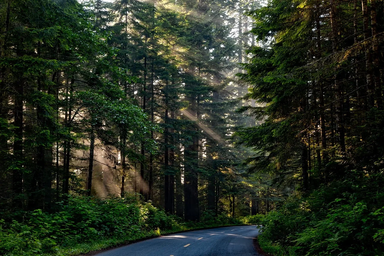 forest, trees, road-1598756.jpg