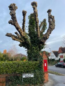 South Croydon Pollard