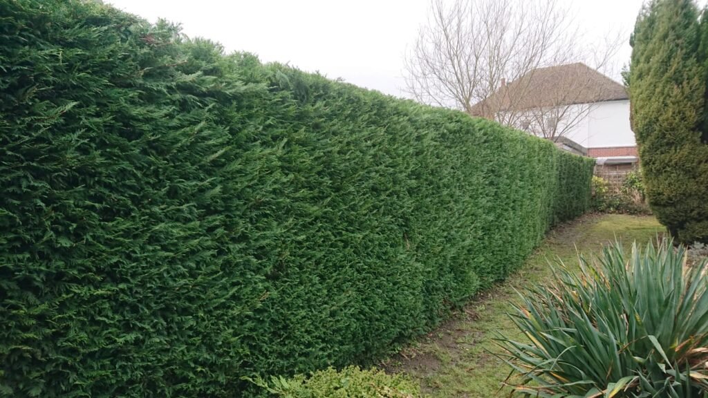 Hedge Pruning Surrey | Qualitree Ltd