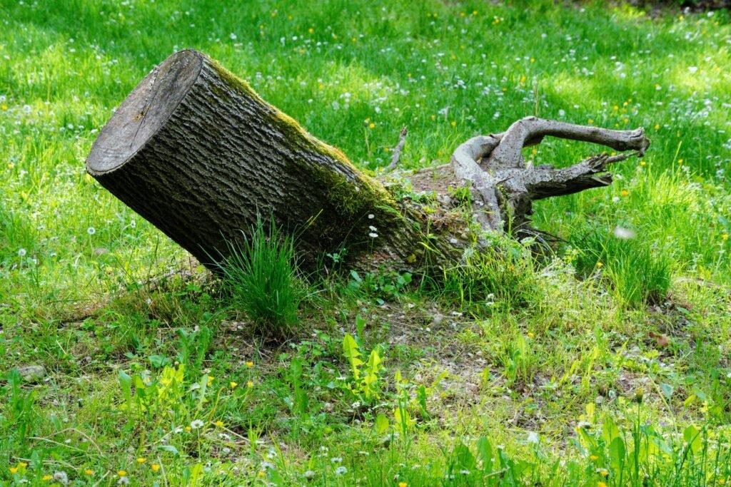 stump grinding Bromley — Qualitree team removing stump from restricted-access rear garden in Bromley