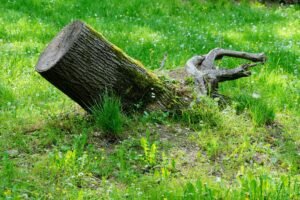 stump grinding Bromley — Qualitree team removing stump from restricted-access rear garden in Bromley