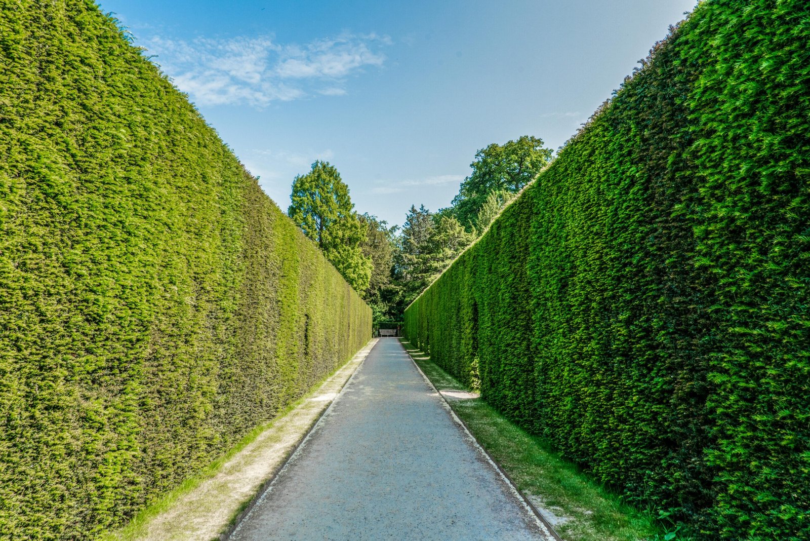 Hedge Pruning in Croydon | Qualitree Ltd
