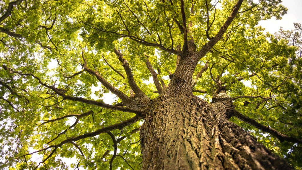 crown thinning London — Qualitree arborist carrying out selective branch removal from tree canopy