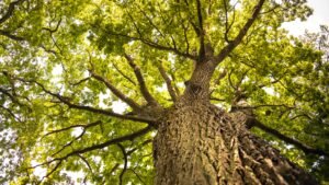 crown thinning London — Qualitree arborist carrying out selective branch removal from tree canopy